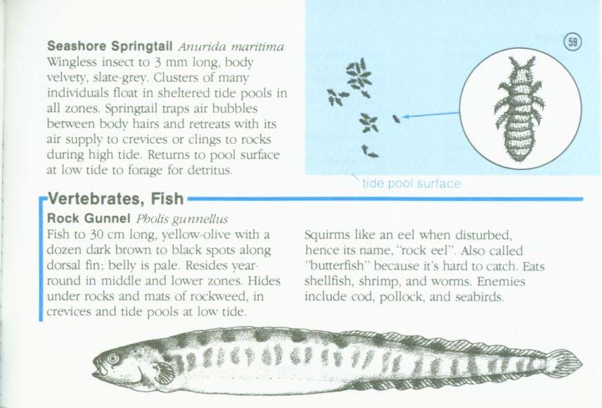 LIFE ON INTERTIDAL ROCKS: a guide to marine life of the rocky North Atlantic coast. nasg5406q